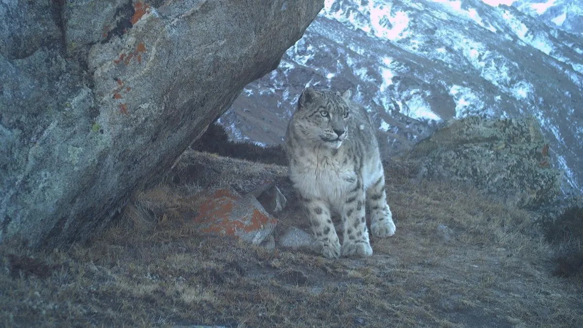 Snow Leopards Thrive Year-Round in Jammu & Kashmir, Offering New Hope for High-Altitude Biodiversity